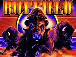 Buffalo - bild